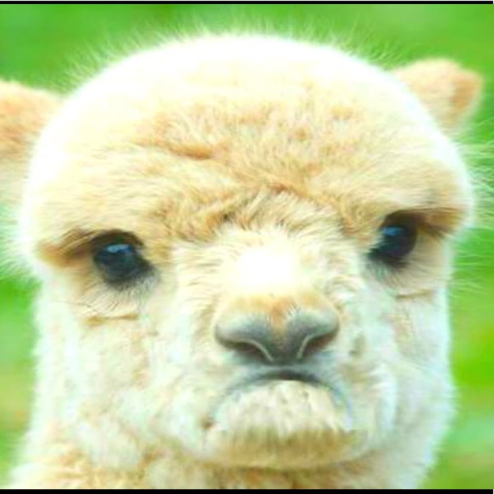 Meet your Posher, Erin